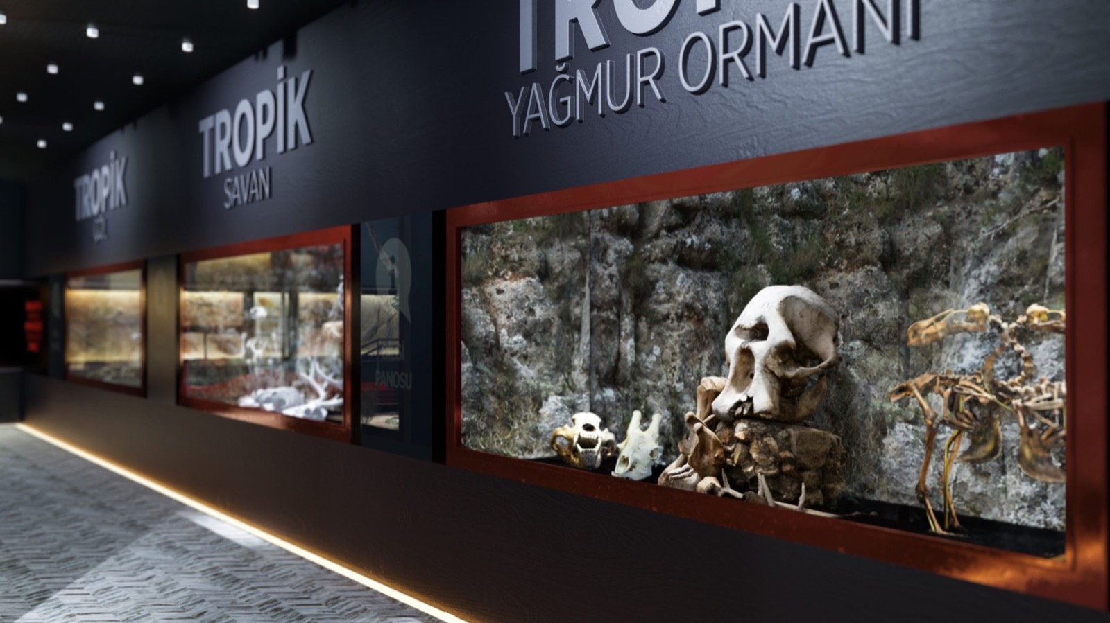 İskelet Müzesi: Beden Yapısı ve Habitat İlişkisi İskelet Müzesi — görsel 2